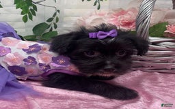 Shorkie dogs for sale: Little Prada - Image 3
