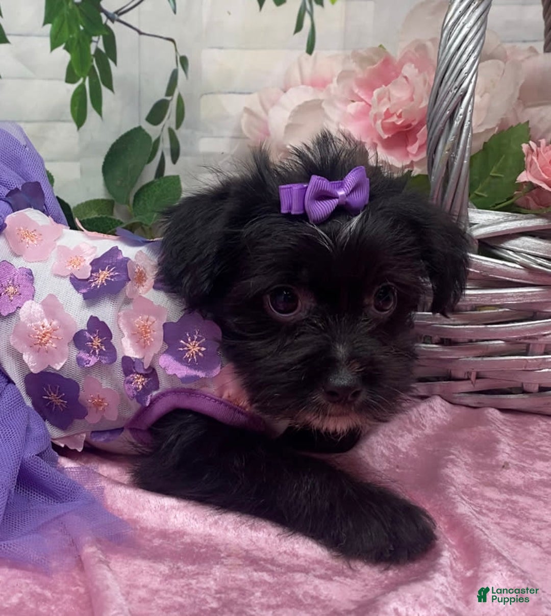 Shorkie dogs for sale: Little Prada - Image 3