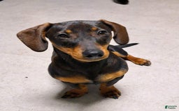 Doxiepoo dogs for sale: Biscuit - Image 12