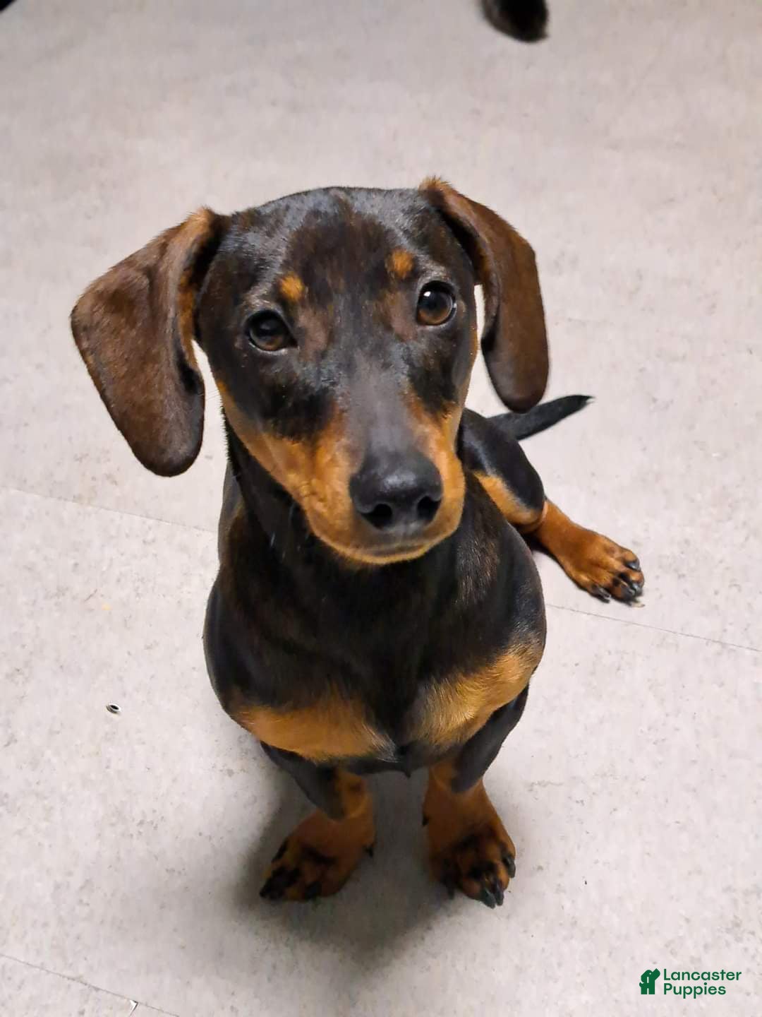 Doxiepoo dogs for sale: Biscuit - Image 12