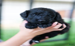 Bernedoodle dogs for sale: Tyson - Image 1
