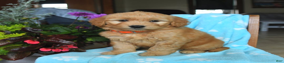 Pancake