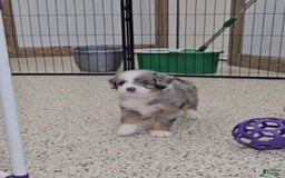 Mini Bernedoodle dogs for sale: Larkspur Mini - Image 2