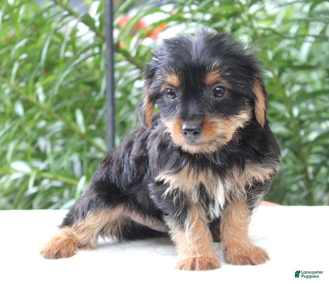 Yorkshire Terrier dogs for sale: Reese - Image 4