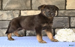 German Shepherd dogs for sale: Michael - Image 6