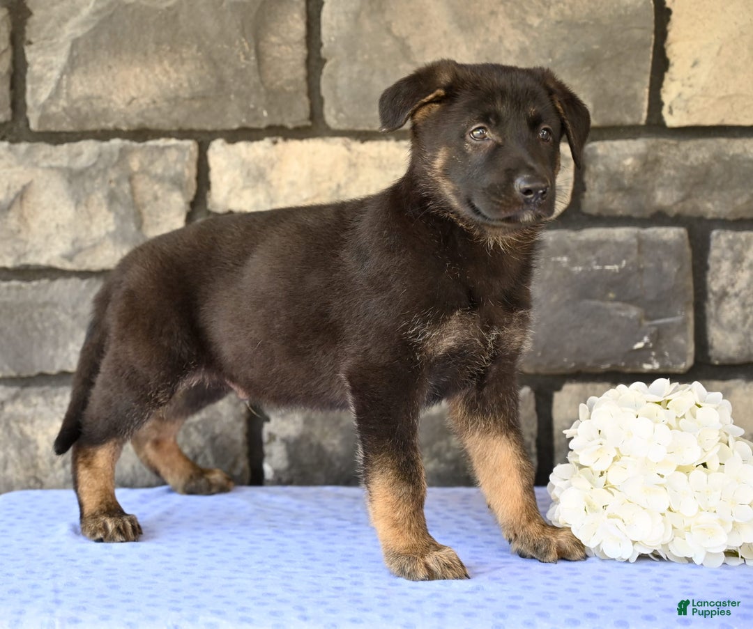 German Shepherd dogs for sale: Michael - Image 6