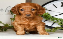 Miniature Dachshund dogs for sale: Elsa - Image 1