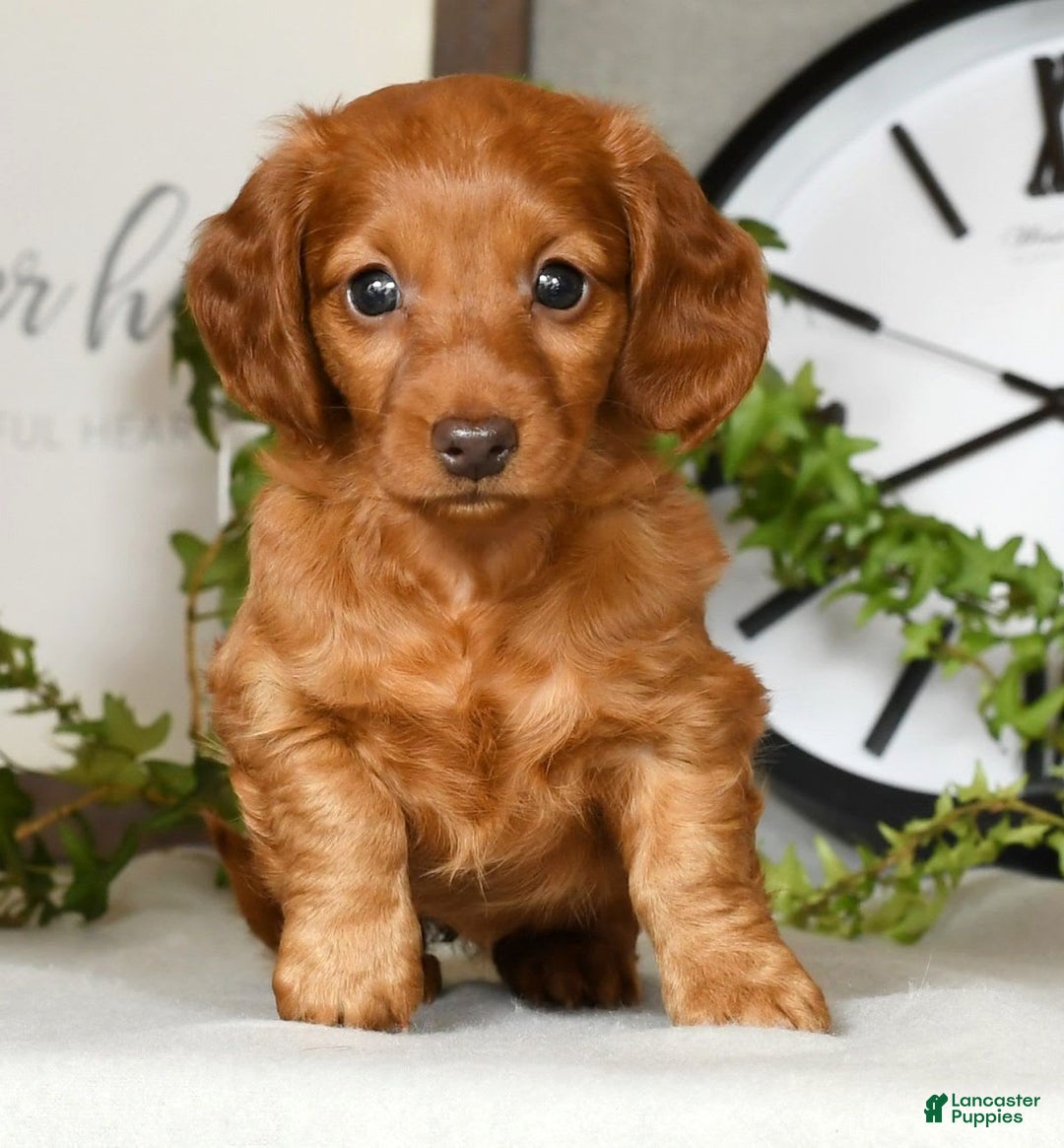 Miniature Dachshund dogs for sale: Elsa - Image 1