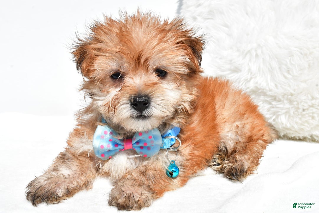 Morkie dogs for sale: Rizzo Teacup - Image 1