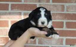 Bernedoodle dogs for sale: Buck - Image 1