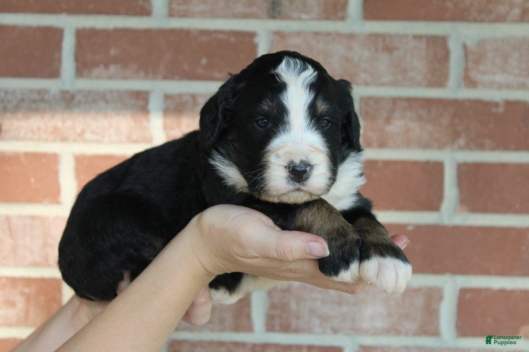 Bernedoodle dogs for sale: Buck - Image 1