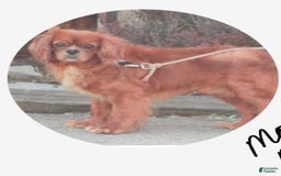Miniature Golden Retriever dogs for sale: Daisy - Image 7