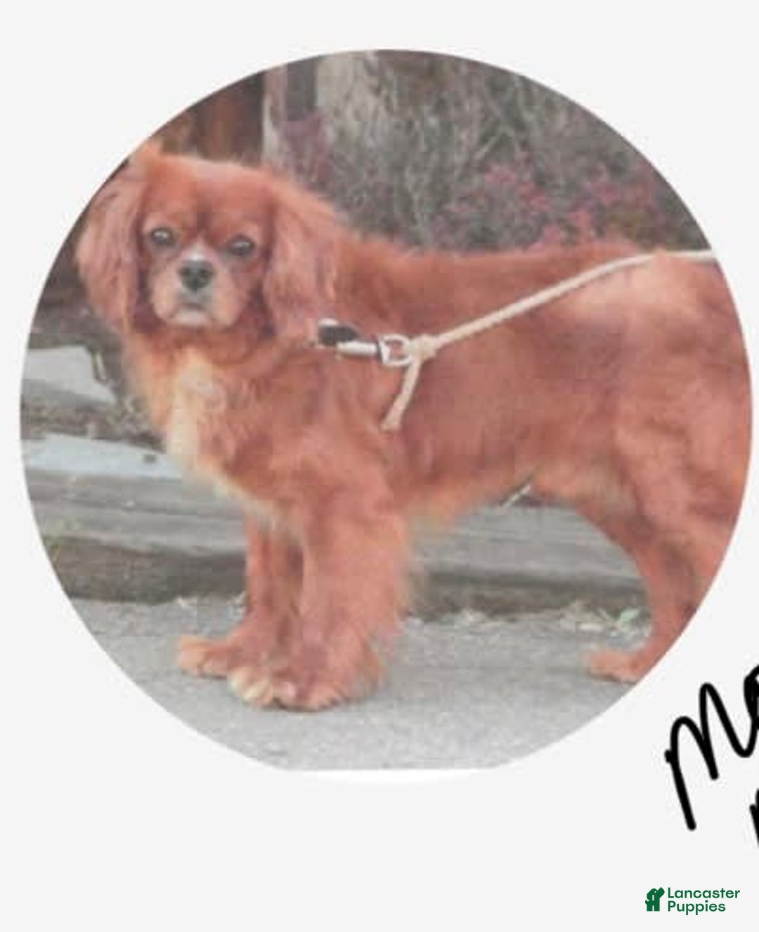 Miniature Golden Retriever dogs for sale: Daisy - Image 7
