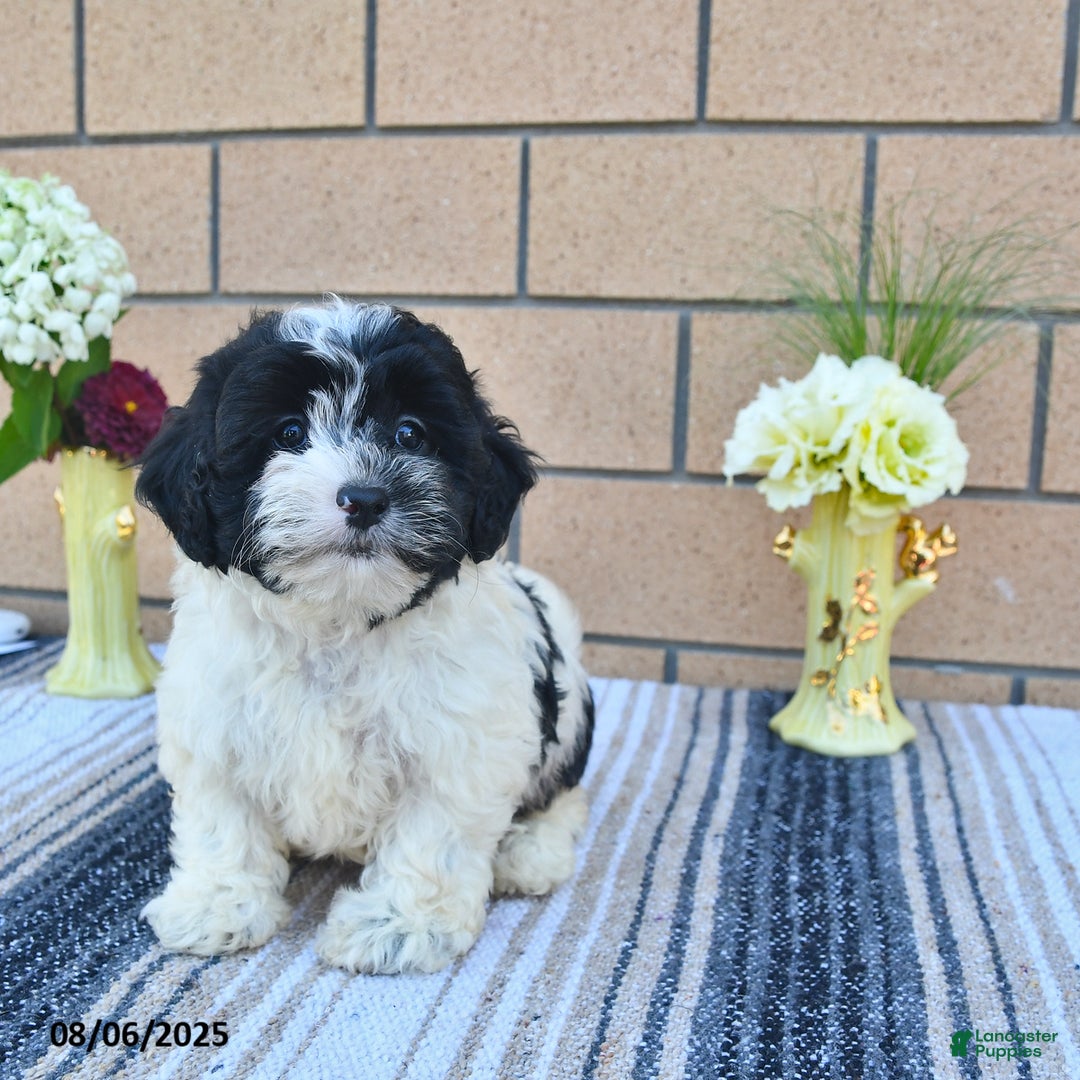 Shihpoo dogs for sale: Millie - Image 2