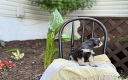 Miniature Schnauzer dogs for sale: Tilford - Image 9