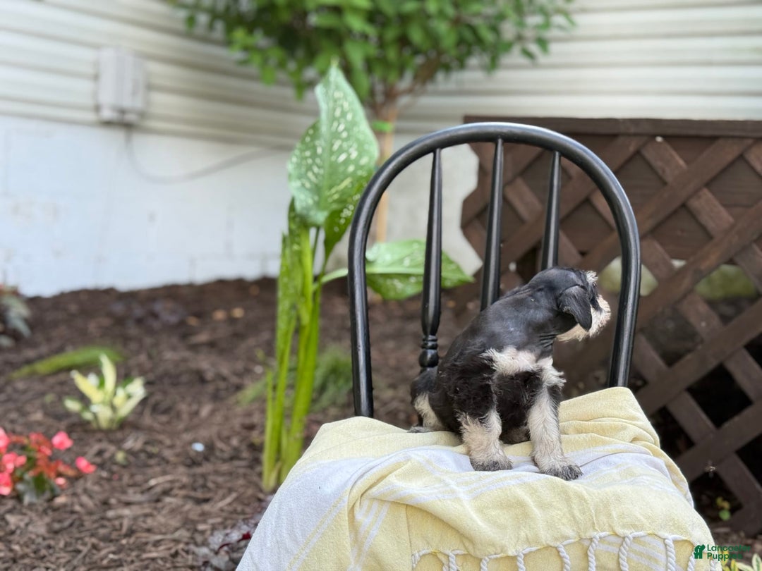 Miniature Schnauzer dogs for sale: Tilford - Image 9