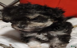 Maltipoo dogs for sale: Olive - Image 10
