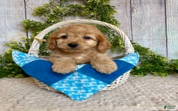Doxiepoo dogs for sale: Davy - Image 2