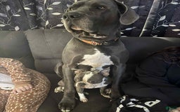 Great Dane dogs for sale: Cash - Image 3