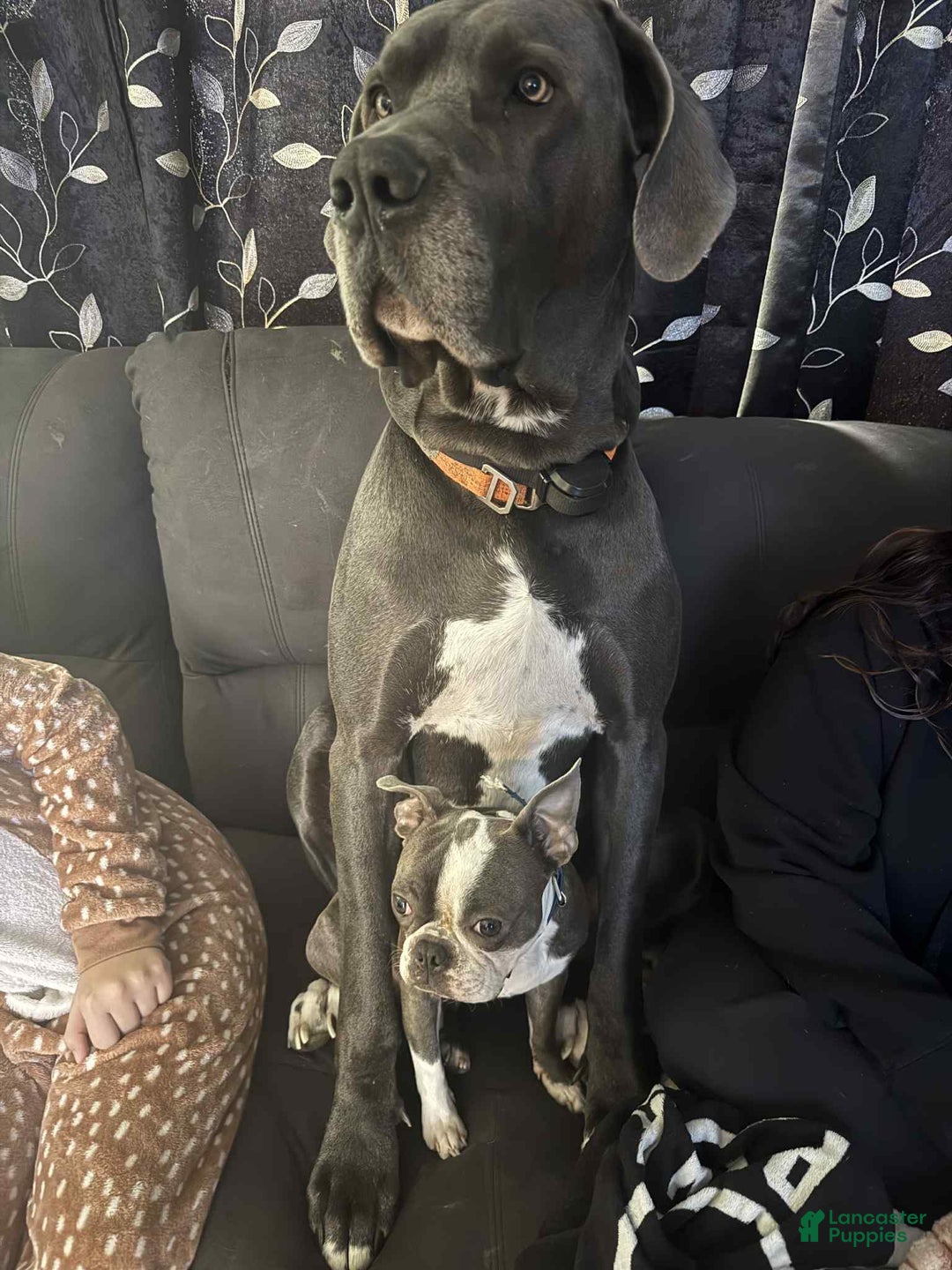 Great Dane dogs for sale: Cash - Image 3