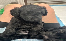 Mini Goldendoodle dogs for sale: Males Litter 2 - Image 9