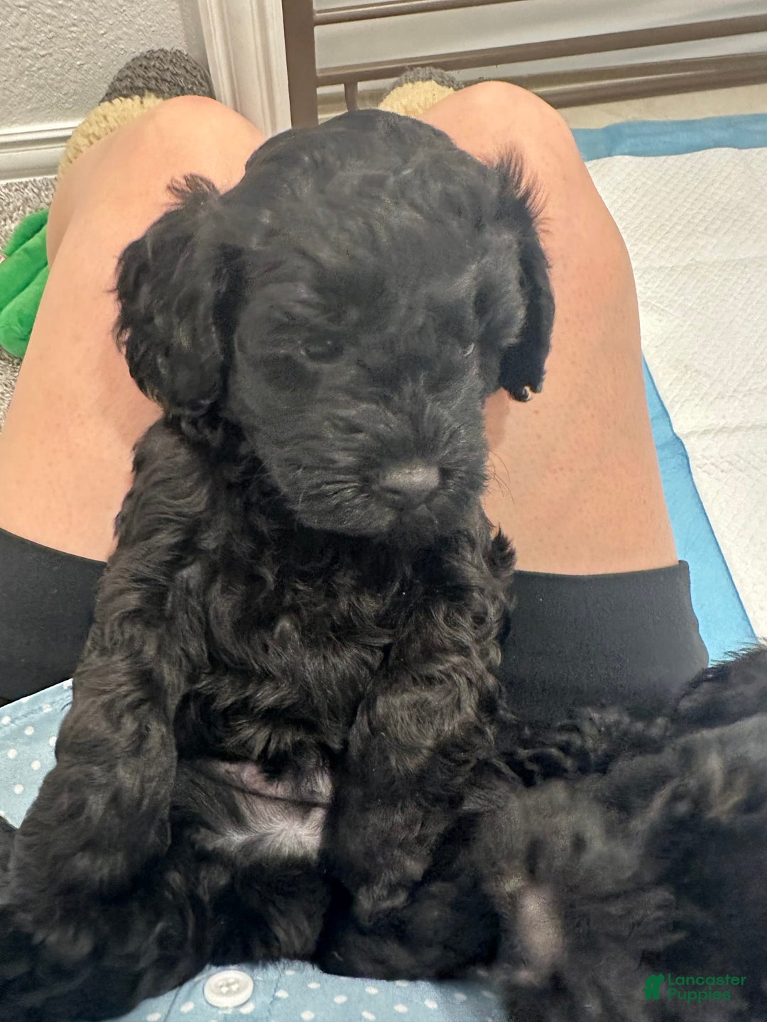 Mini Goldendoodle dogs for sale: Males Litter 2 - Image 9