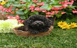 Toy Poodle dogs for sale: Tulip - Image 4