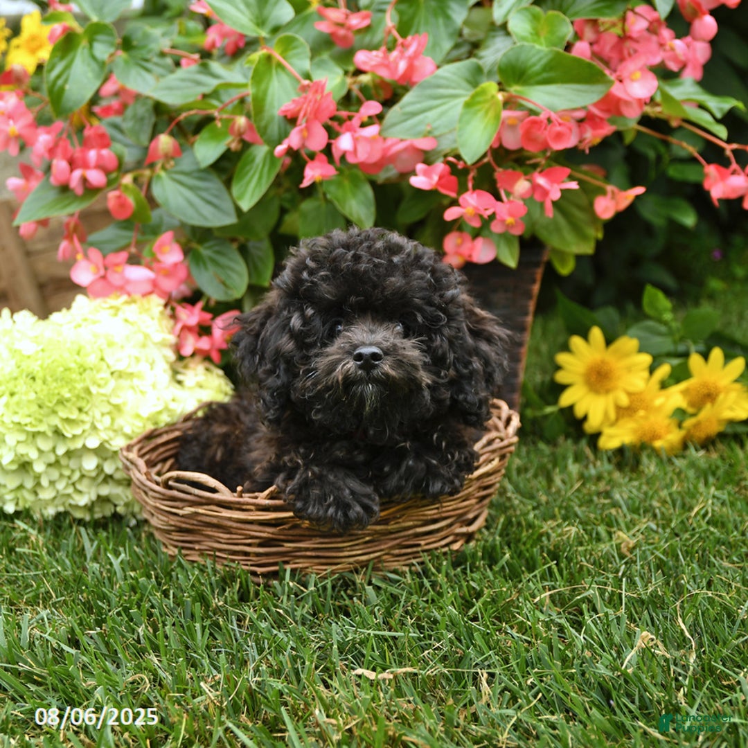 Toy Poodle dogs for sale: Tulip - Image 4
