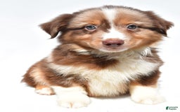 Miniature Australian Shepherd dogs for sale: Toby - Image 7