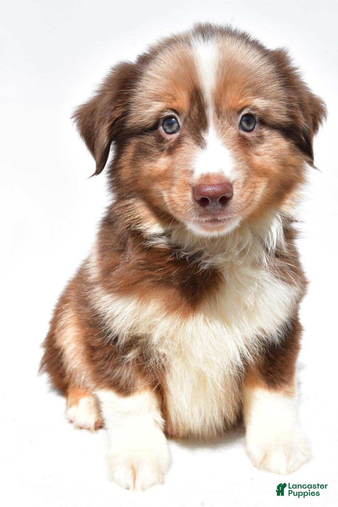 Miniature Australian Shepherd dogs for sale: Toby - Image 7
