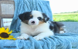 Australian Shepherd dogs for sale: Australian Shepherd 9 puppies - Image 9