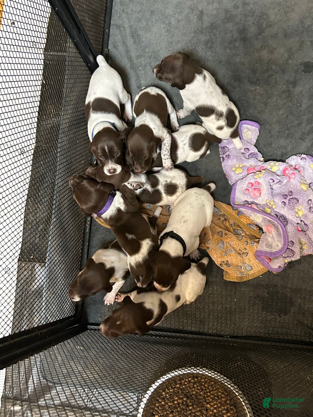 German Shorthaired Pointer dogs for sale: Yellow - Image 4