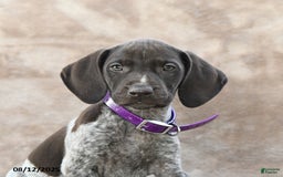 German Shorthaired Pointer dogs for sale: San Diego - Image 2