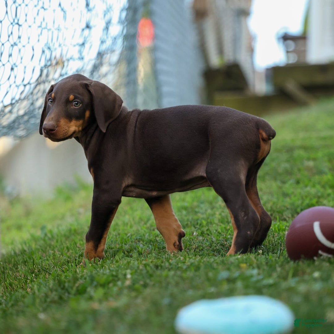 Doberman Pinscher dogs for sale: Doberman Pinscher 7 puppies - Image 9