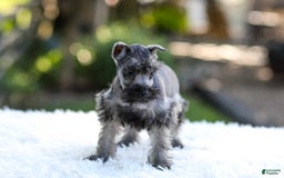 Miniature Schnauzer dogs for sale: Bentley - Image 9