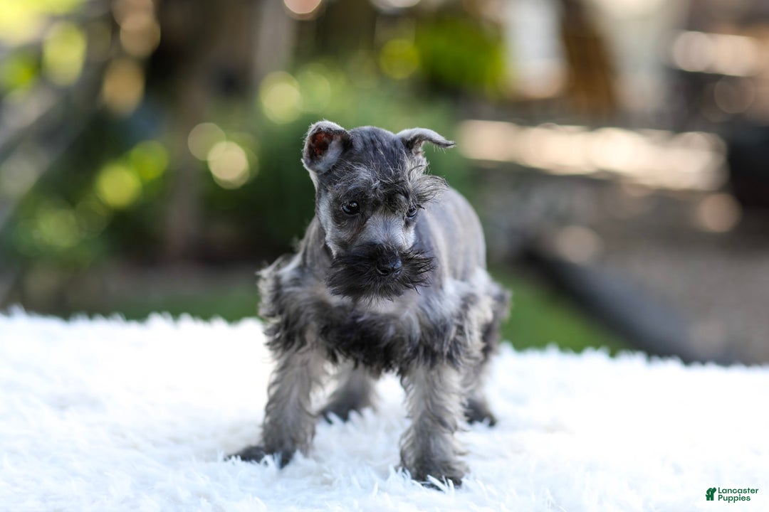 Miniature Schnauzer dogs for sale: Bentley - Image 9