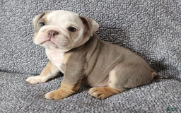 English Bulldog dogs for sale: Carson - Image 7
