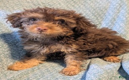 Shihpoo dogs for sale: Oso - Image 1