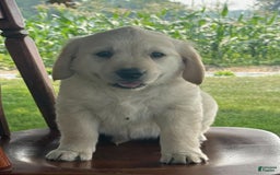 Golden Retriever dogs for sale: Friendly Fern - Image 8