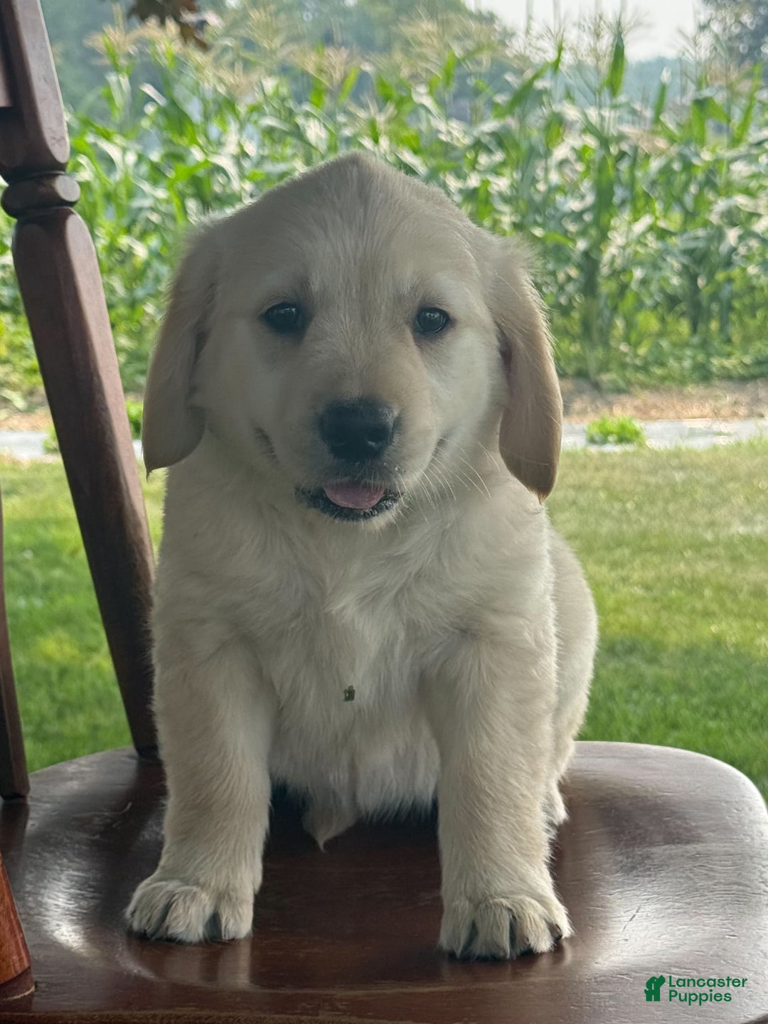 Golden Retriever dogs for sale: Friendly Fern - Image 8