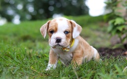 Beabull dogs for sale: Dewey - Image 1