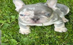 French Bulldog dogs for sale: Harvey - Image 7