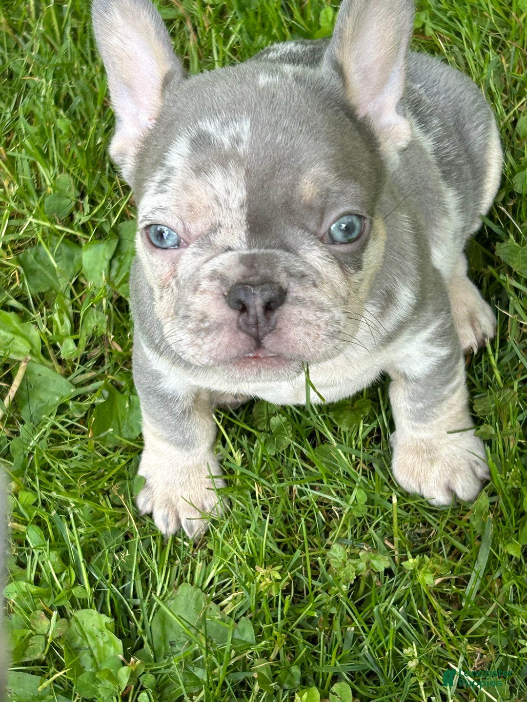 French Bulldog dogs for sale: Harvey - Image 7