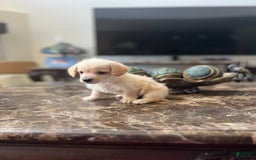 Maltipoo dogs for sale: Tommy - Image 11