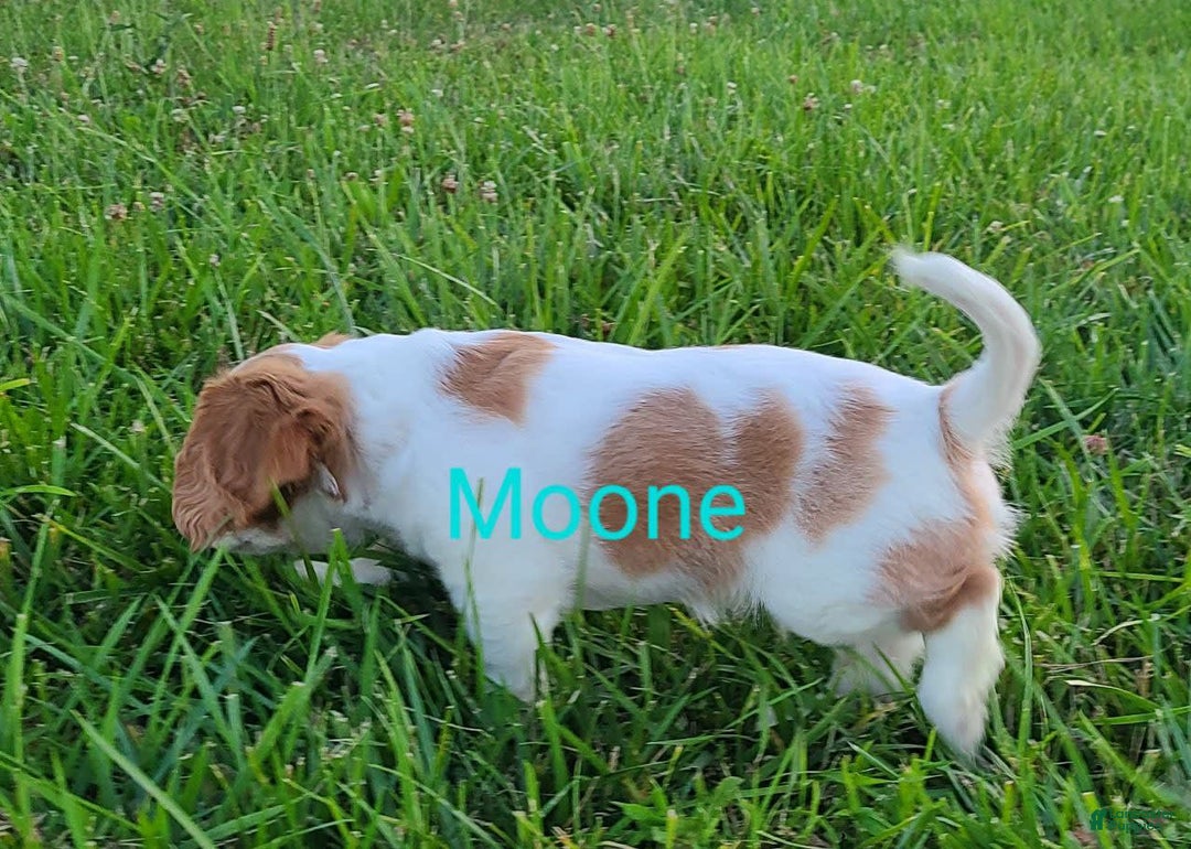 Cavalier King Charles Spaniel dogs for sale: Moone - Image 2