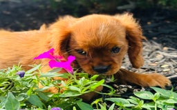 Cavalier King Charles Spaniel dogs for sale: Daisy - Image 8