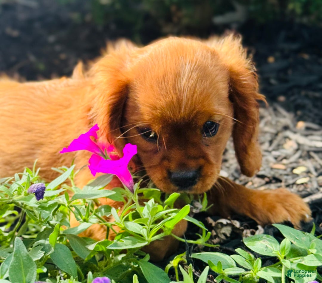 Cavalier King Charles Spaniel dogs for sale: Daisy - Image 8