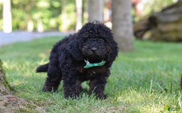 Cockapoo dogs for sale: Midnight - Image 15