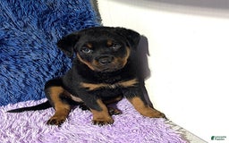 Rottweiler dogs for sale: Angeline - Image 1