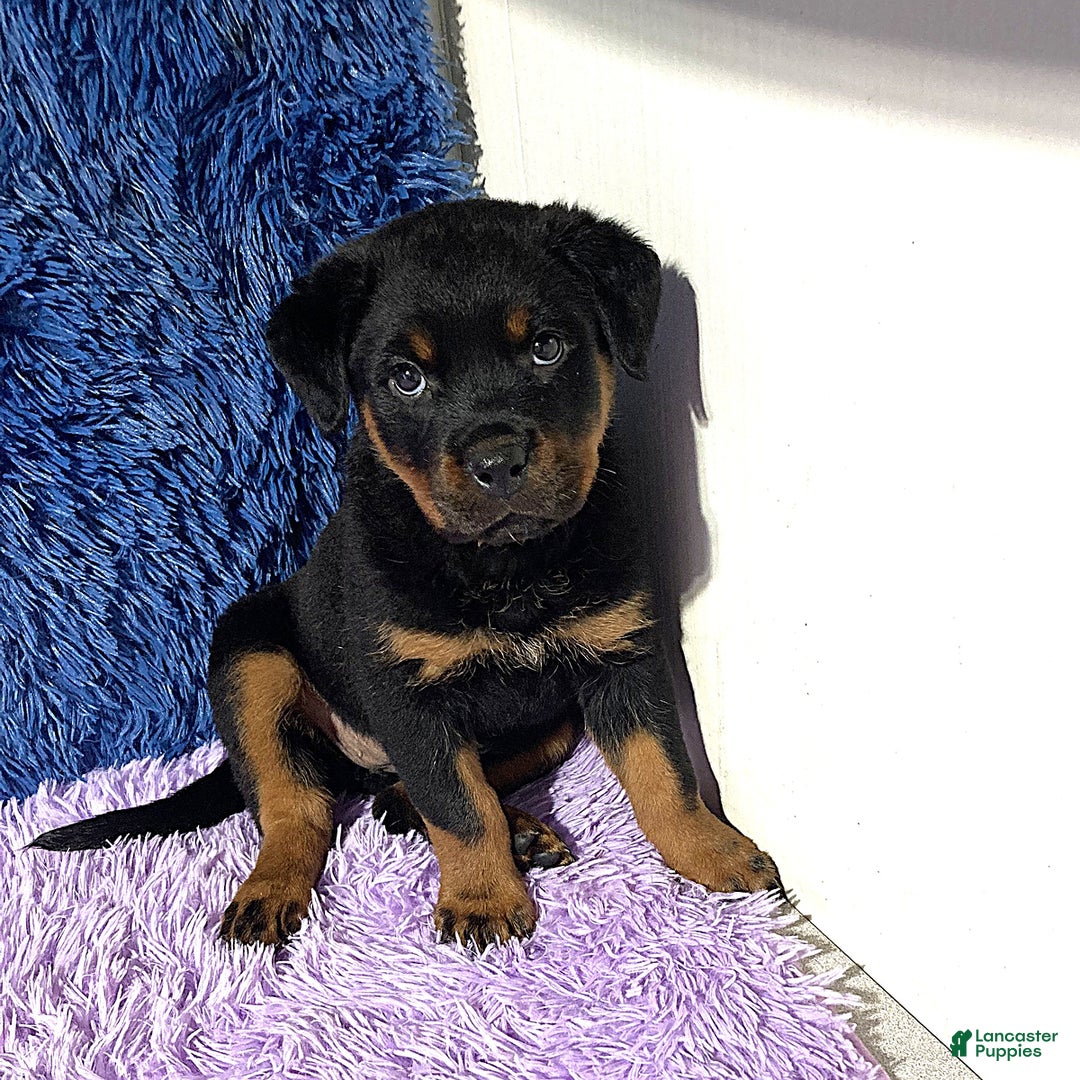 Rottweiler dogs for sale: Angeline - Image 1